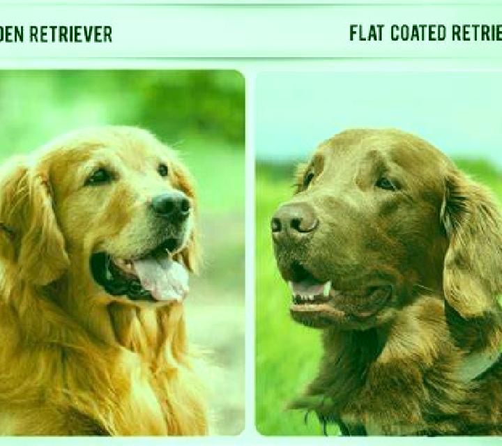 Golden Retriever screenshot 3