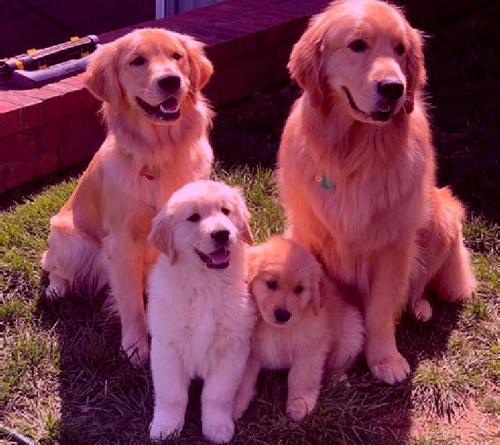 Golden Retriever