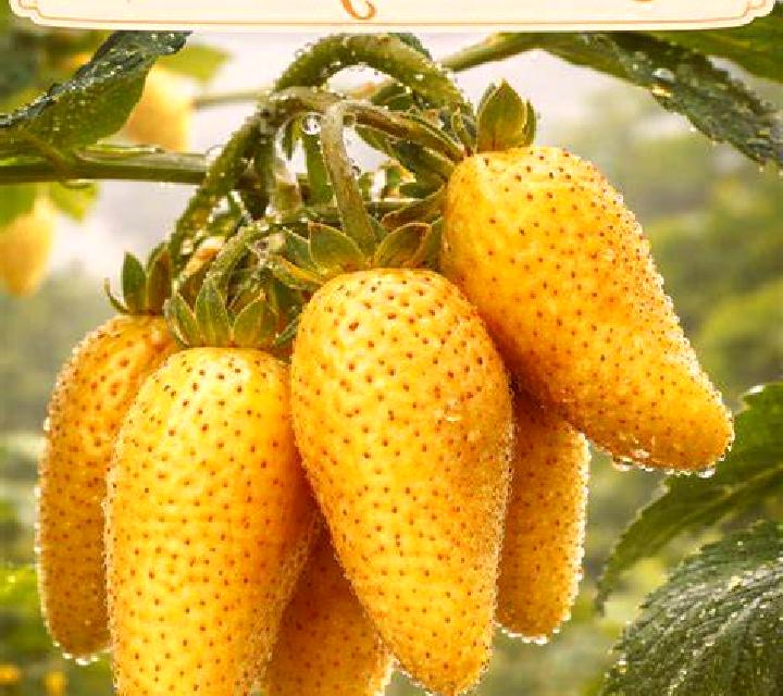 Golden Strawberries screenshot 3