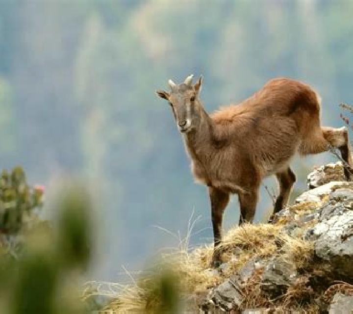 Himalayan Wild screenshot 2