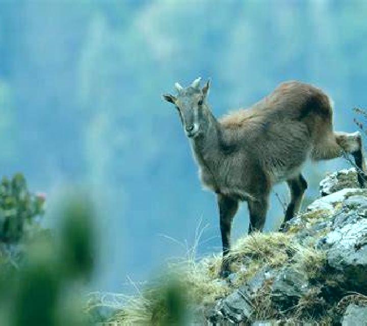 Himalayan Wild screenshot 3