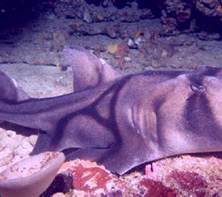 Roman Legion GDN: Shark Meet