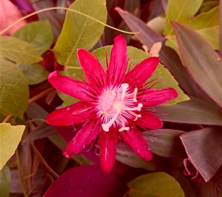 Wild Flower screenshot 3