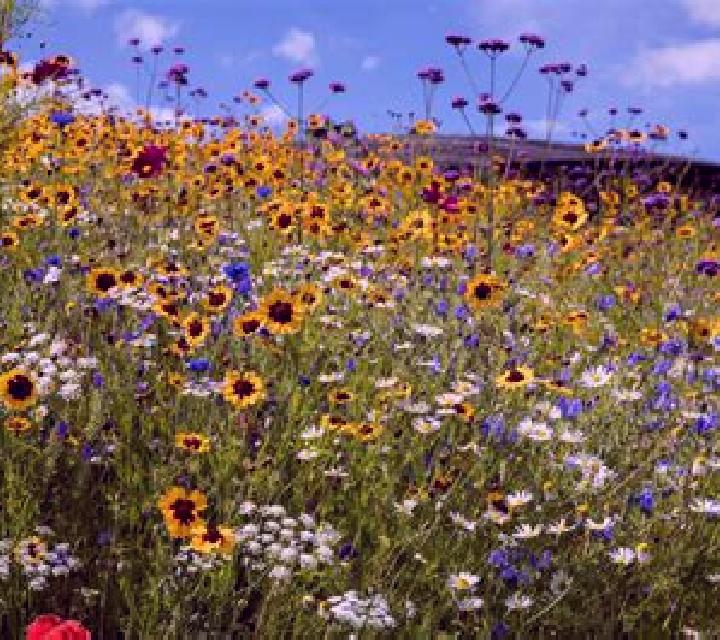 Wild Flower